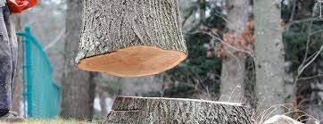 Best Storm Damage Tree Cleanup  in Palermo, NJ