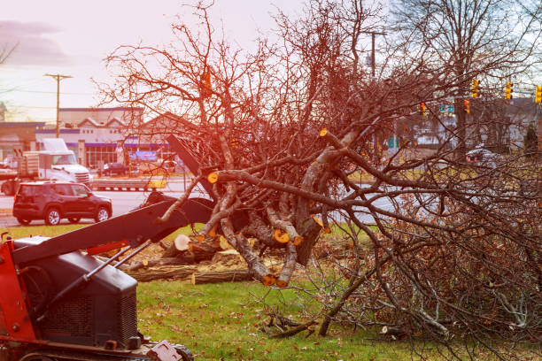  Palermo, NJ Tree Care Pros