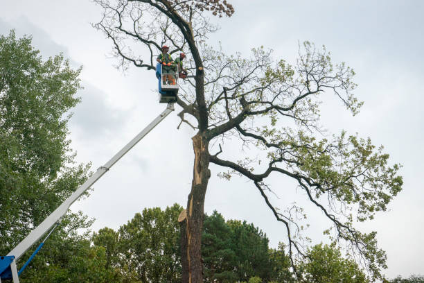 Best Hazardous Tree Removal  in Palermo, NJ