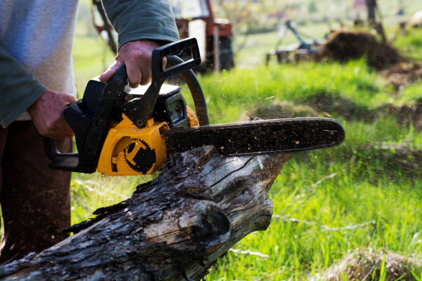 How Our Tree Care Process Works  in  Palermo, NJ